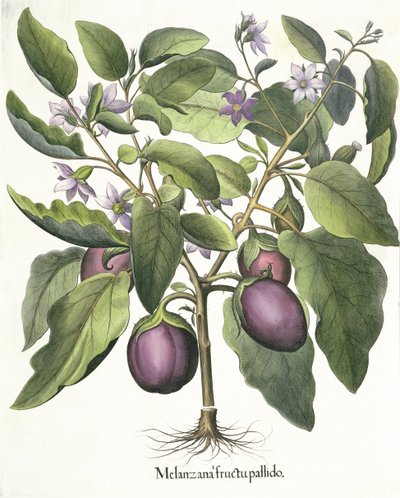 Beringela: Melanzana empalidece, do Hortus Eystettensis por Basil Besler (1561-1629), pub. 1613 de German School