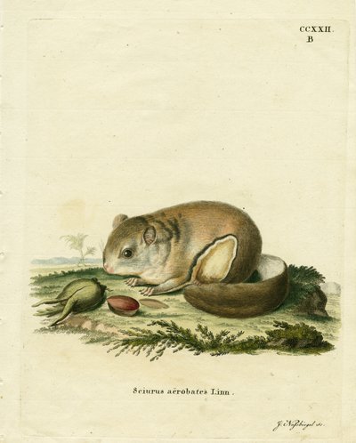 Australian Pygmy Flying Phalanger (gravura colorida) de German School