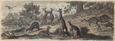 Vida selvagem australiana (gravura colorida) de German School