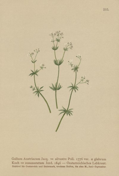 Austríaca Bedstraw (Galium Áustria Rubia floresta (par. Greenhorn), mudança Rubia) de German School