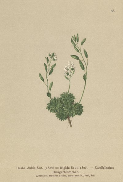 Grama de Whitlow austríaca (Draba dubia, Draba frigida) de German School