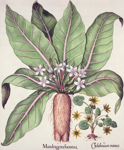 Mandrake do outono, do Hortus Eystettensis pelo bar de Basil Besler (1561-1629). 1613 (gravura colorida à mão) de German School