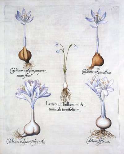 Açafrão do outono e saffrons do prado, de Hortus Eystettensis, por Basil Besler (1561-1629), bar. 1613 (gravura colorida à mão) de German School