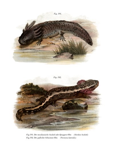 Axolotl (cor litho) de German School