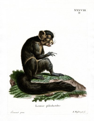 Aye-Aye (gravura colorida) de German School