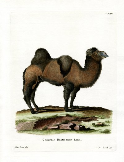 Camelo Bactriano (gravação a cores) de German School