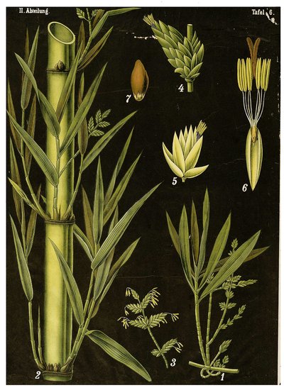Bambu de German School