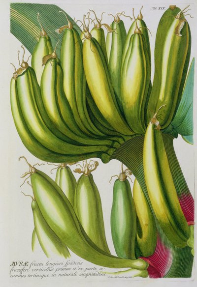 Banana, gravada por Johann Jakob Haid (1704-67) placa 19 de um livro botânico, bar. de Augustus Vind de German School