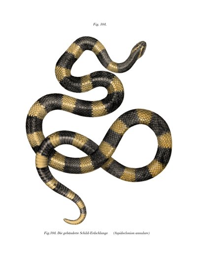 Krait em banda (cor litho) de German School