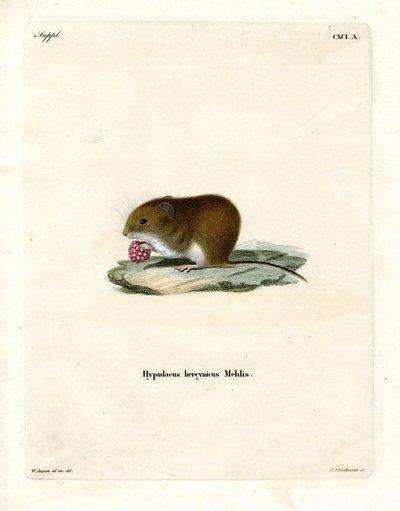 Bank Vole (gravação a cores) de German School