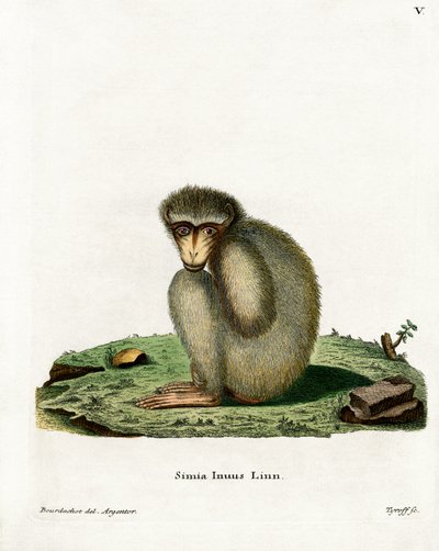 Barbary Ape (gravura colorida) de German School