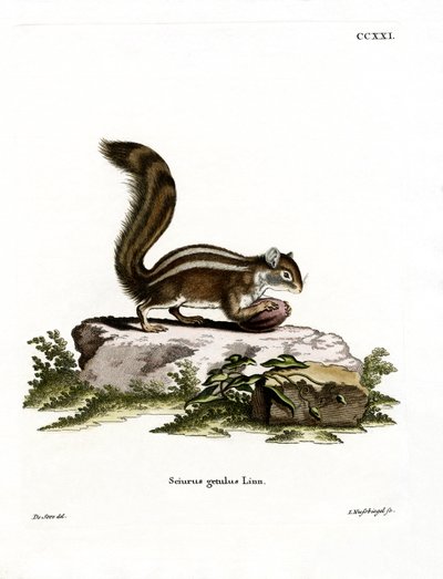 Esquilo Barbary Ground (gravura colorida) de German School