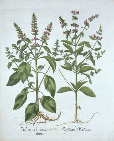 Basil, de Hortus Eystettensis, de Basil Besler (1561-1629), pub. 1613 (gravura colorida à mão) de German School