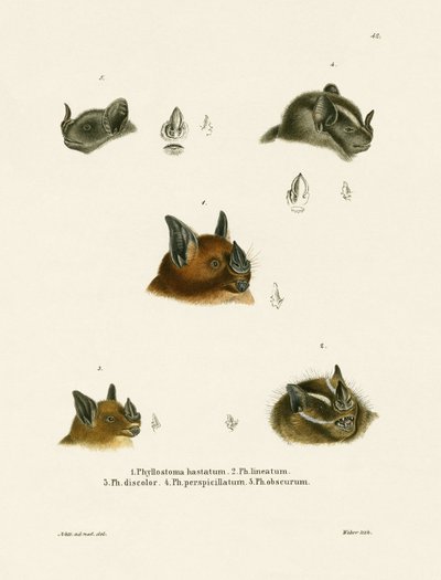 Bat Heads (gravação a cores) de German School