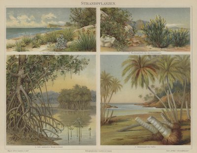 Plantas de praia de German School