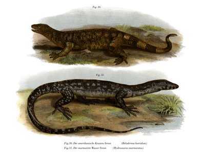Beaded Lizard (cor litho) de German School