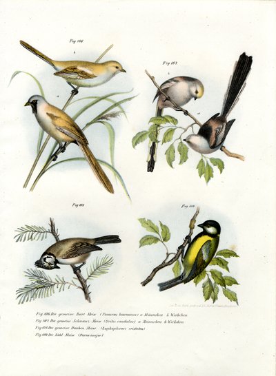 Parrotbill barbudo, 1864 de German School