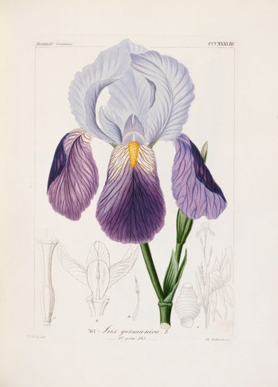 Íris farpada, gravada por Ch. Schnorr (litografia colorida à mão) de German School