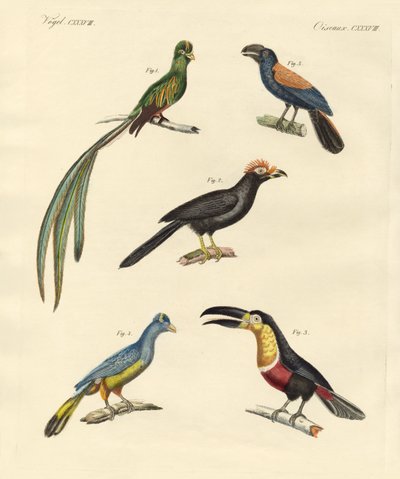 Belas e novas aves trepadeiras (gravura colorida) de German School