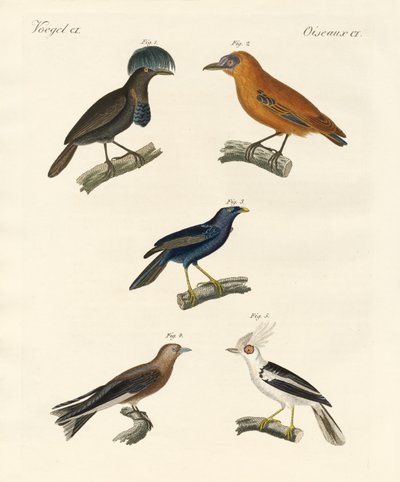 Pássaros bonitos (gravura colorida) de German School