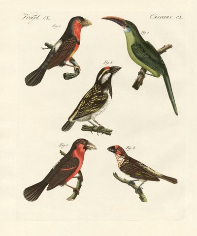 Belas aves trepadeiras (gravura colorida) de German School