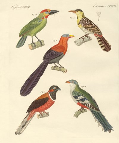 Belas aves estrangeiras (gravura colorida) de German School