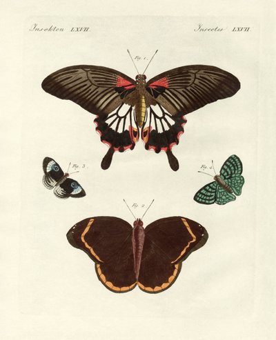 Belas borboletas estrangeiras (gravura colorida) de German School