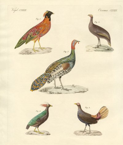 Pássaros lindos como galinhas (gravura colorida) de German School