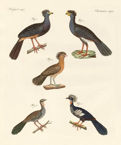 Lindos pássaros novos (gravura colorida) de German School