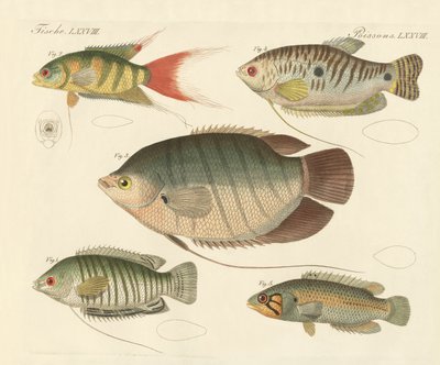 Lindos peixes novos (gravura colorida) de German School