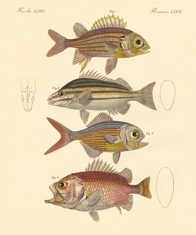 Lindos peixes de mar (gravura colorida) de German School