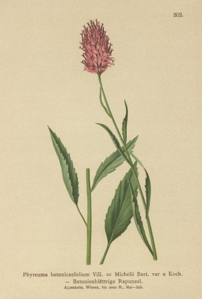 Rampion com folhas de betônia (Phyteuma betonicaefolium) de German School