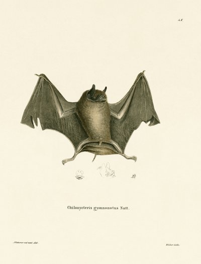 Big Naked-backed Bat (gravura colorida) de German School