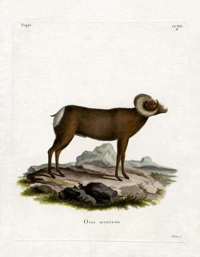 Bighorn Sheep (gravura colorida) de German School