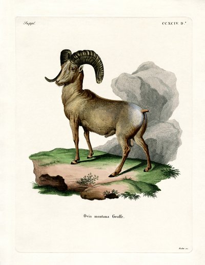 Bighorn Sheep (gravura colorida) de German School