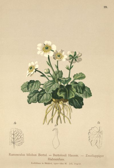 Buttercup de Bilobo (Ranunculus bilobus, Ranunculus Bertolonii) de German School