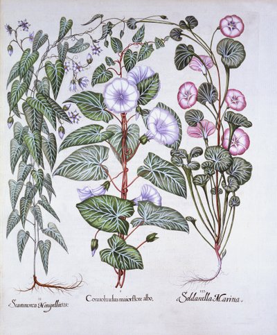 Trepadeira, Cachorros Malditos e Trepadeira do Mar, de Hortus Eystettensis, de Basil Besler (1561-1629), pub. 1613 (gravura colorida à mão) de German School
