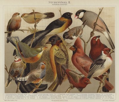 Pássaros (cor litho) de German School