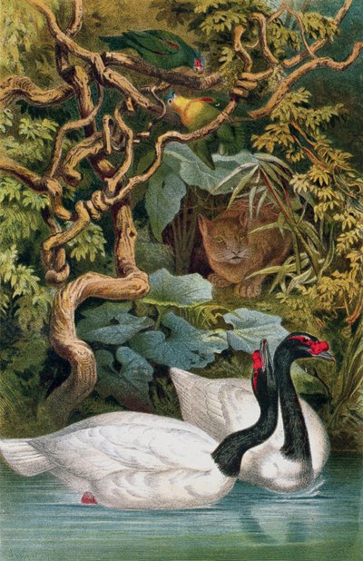 Cisne de pescoço preto, registro de Brehms Tierleben: Allgemeine Kunde des Tierreichs, vol.6, p.598, publicado pelo Bibliographisches Institut, 1892 de German School