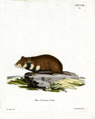 Hamster de barriga preta (gravação a cores) de German School