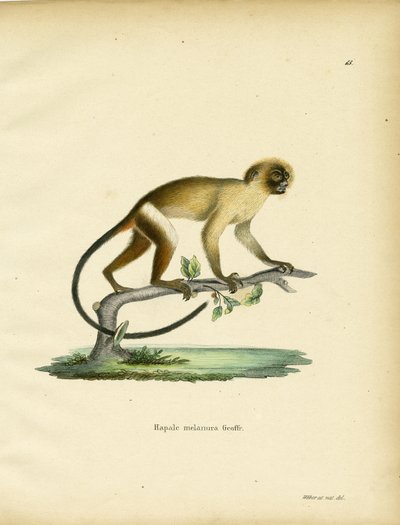 Marmoset-de-cauda-preta de German School