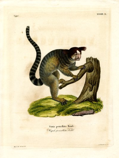 Marmoset de embutir a preto (gravação colorida) de German School