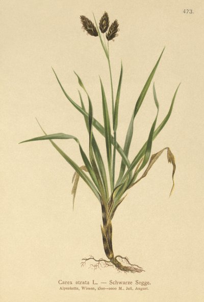 Alpino-carriço-preto (Carex atrata) de German School