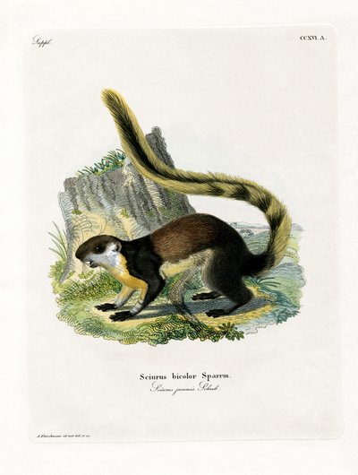 Esquilo Gigante Preto (gravura colorida) de German School