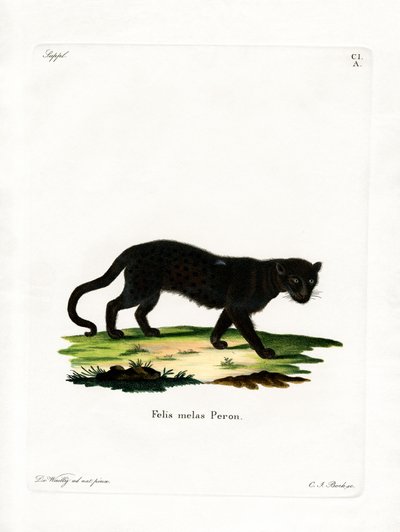 Leopardo Preto (gravação a cores) de German School