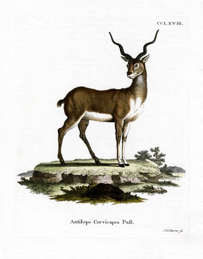 Blackbuck (gravação a cores) de German School