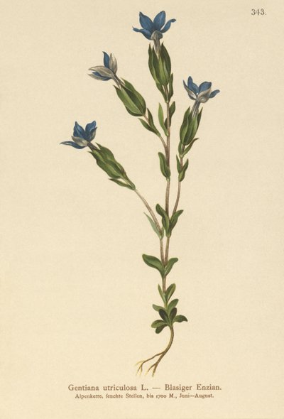 Bexiga Genciana (Gentiana utriculosa) de German School