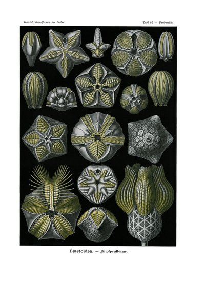 Blastoidea, 1899-1904 de German School