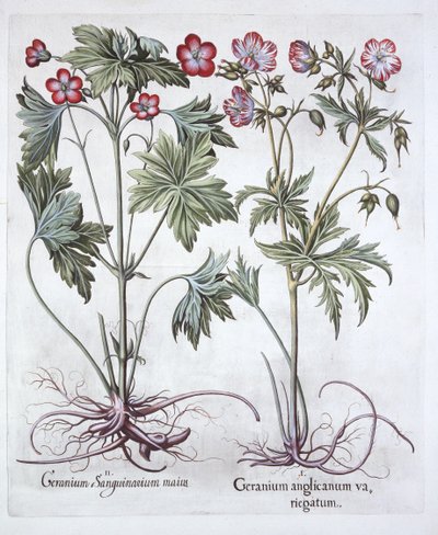 Bloody Cranesbill e Bigroot Cranesbill, de Hortus Eystettensis, por Basil Besler (1561-1629), pub. 1613 (gravura colorida à mão) de German School
