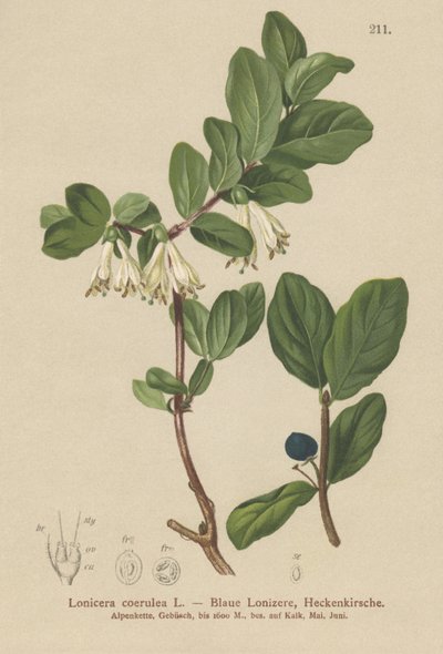 Madressilva Azul (Lonicera caerulea, Lonicera coerulea) de German School
